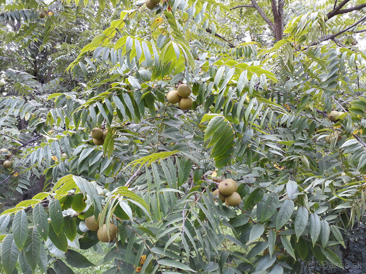 Orech čierny - sadenice. Orech čierny - Kotora - 5