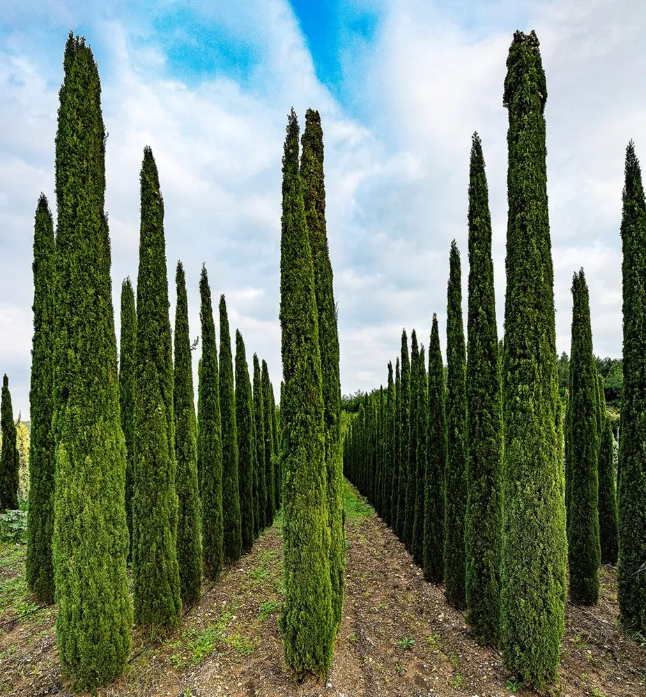 Predám stĺpovité cyprušteky – Cyprus Totem - 5