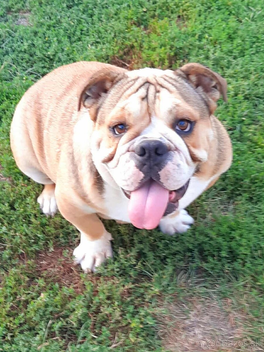 Anglicky buldog - 5