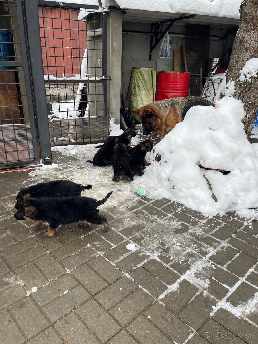 Nemecký ovčiak - 5