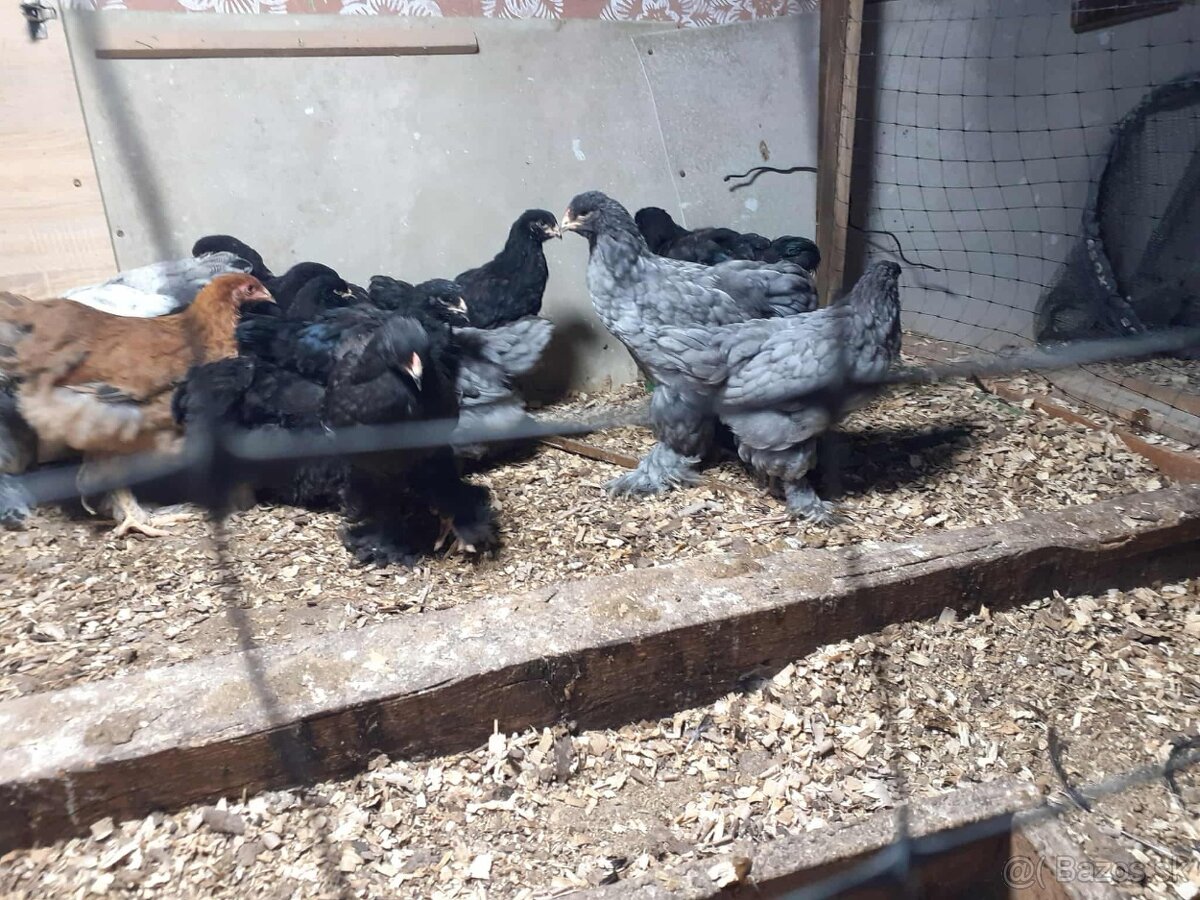 brahmanky, brahman, brahmanka velka - 5