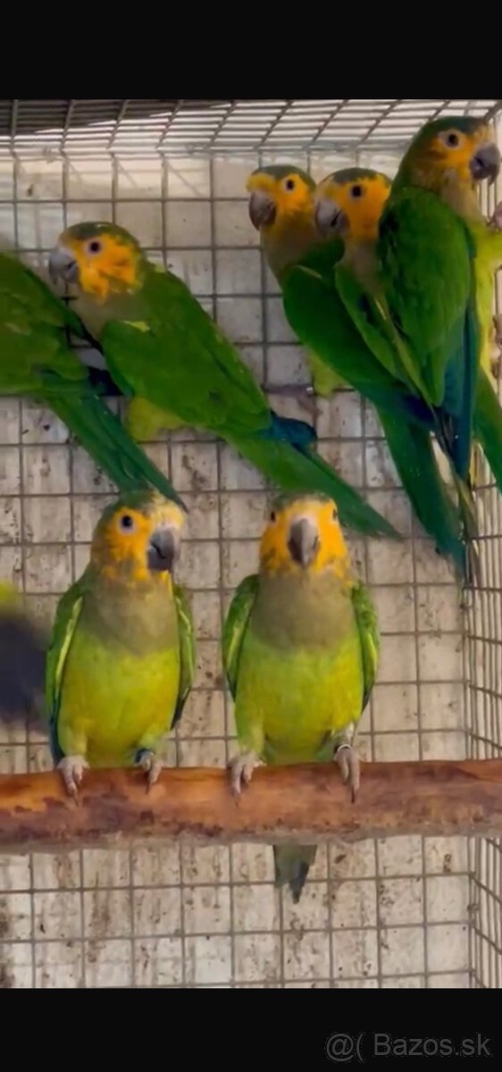 Eupsittula Pertinax Aratinga hnedo hrdlá - 5