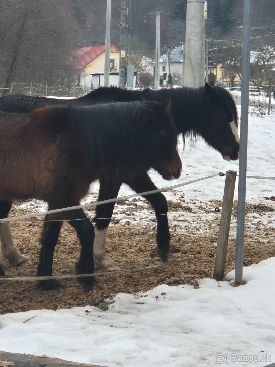 predám kone... - 5