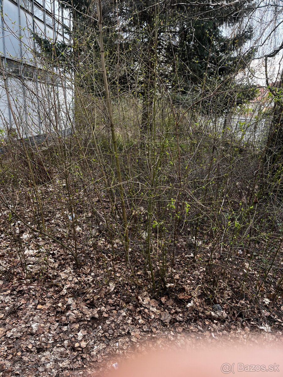 Kosenie ,mulčovanie - 5