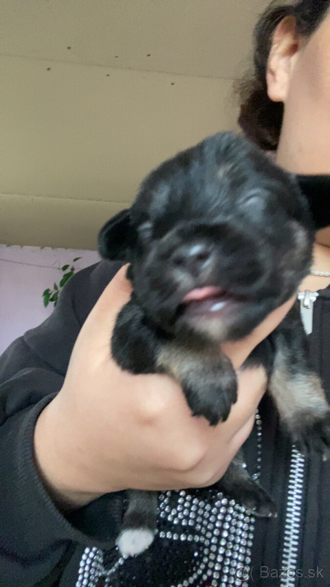 Predám šteniatka krížencov - 5