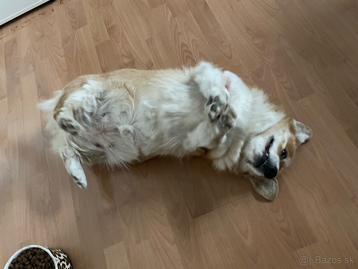 Darujem fenku welsh corgi pembroke - 5