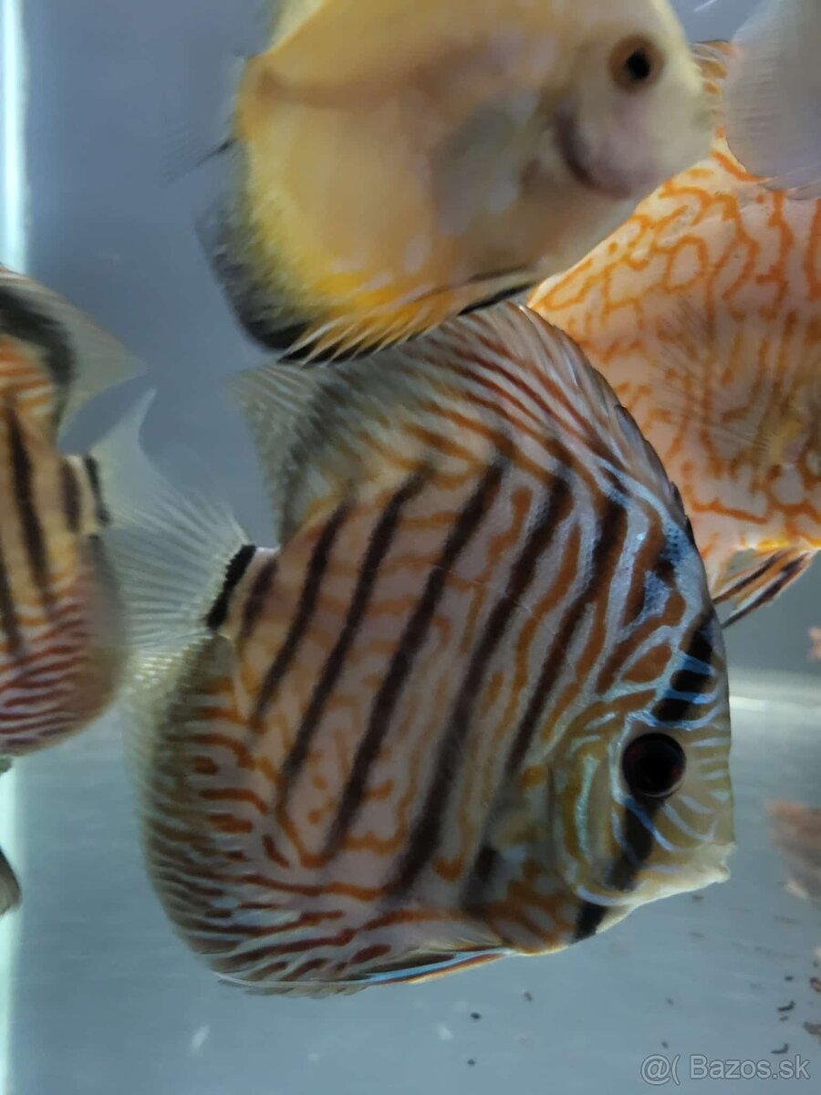 Tercovce,discusy - 5