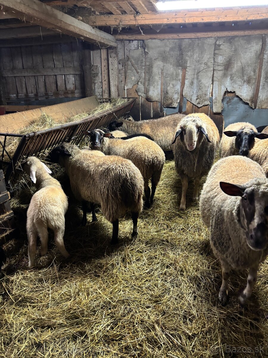 Predám jahňatá - 5
