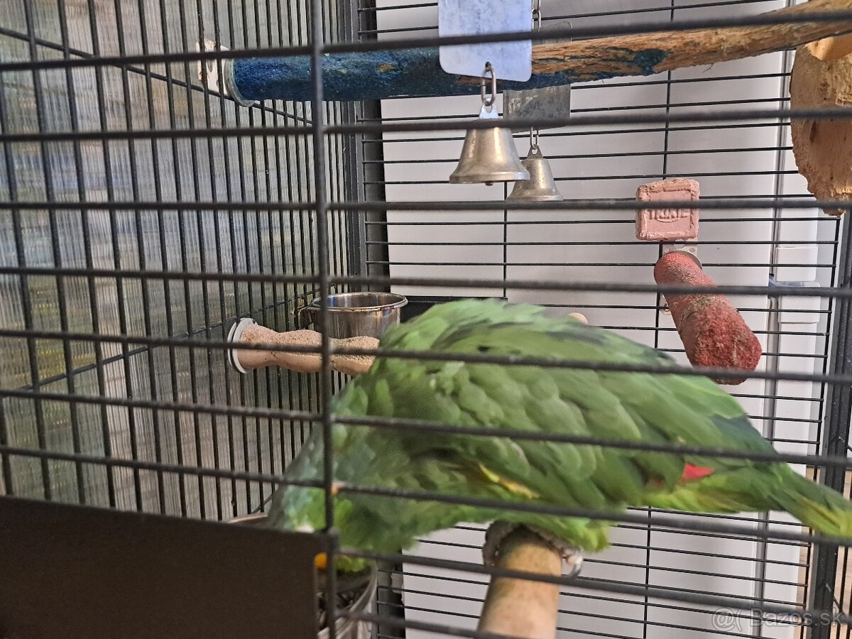 Predám Amazoňan Žltolíci - Amazona Autumnalis - 5