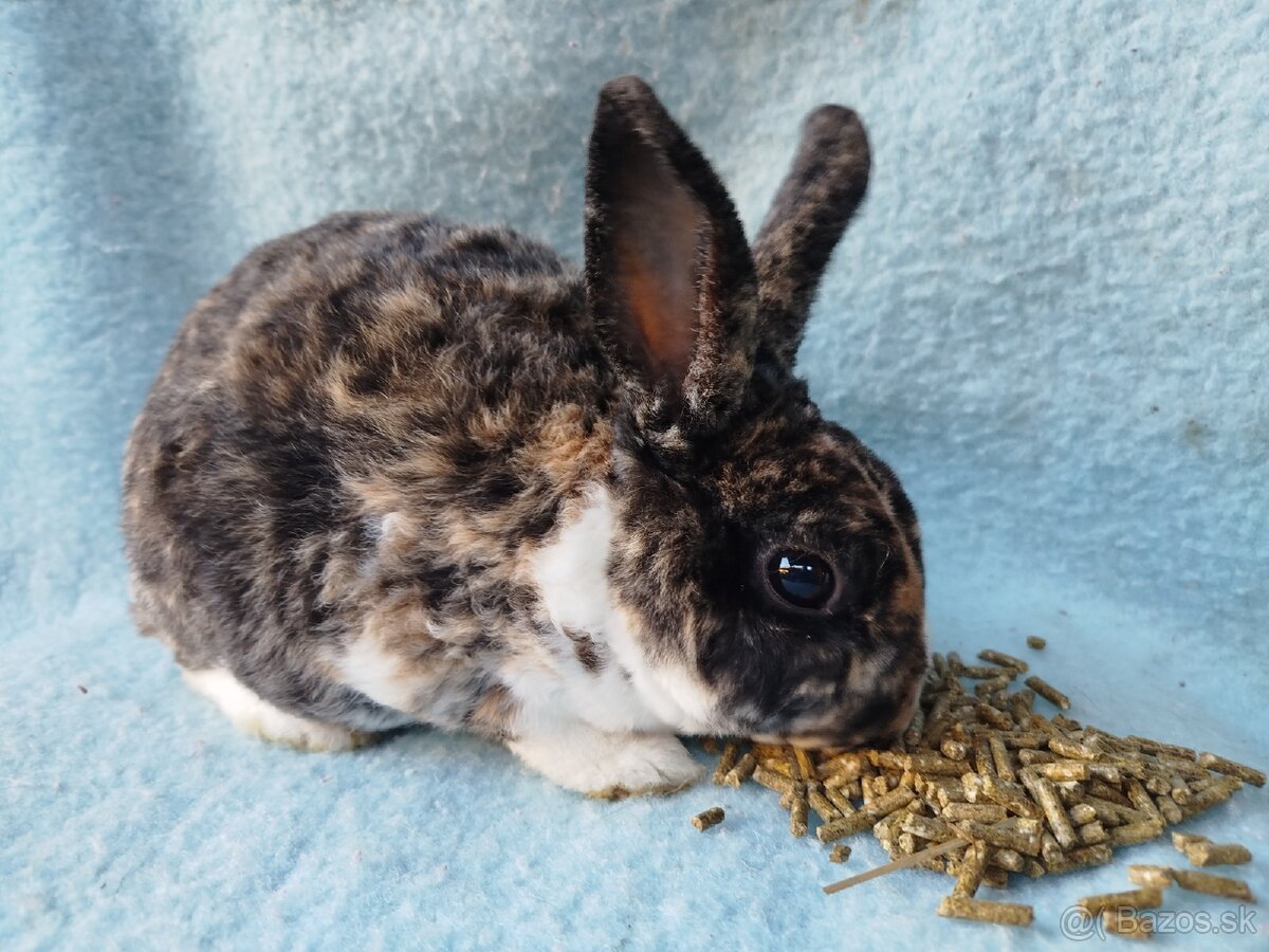 Zakrslý králik rex symb.cena - 5