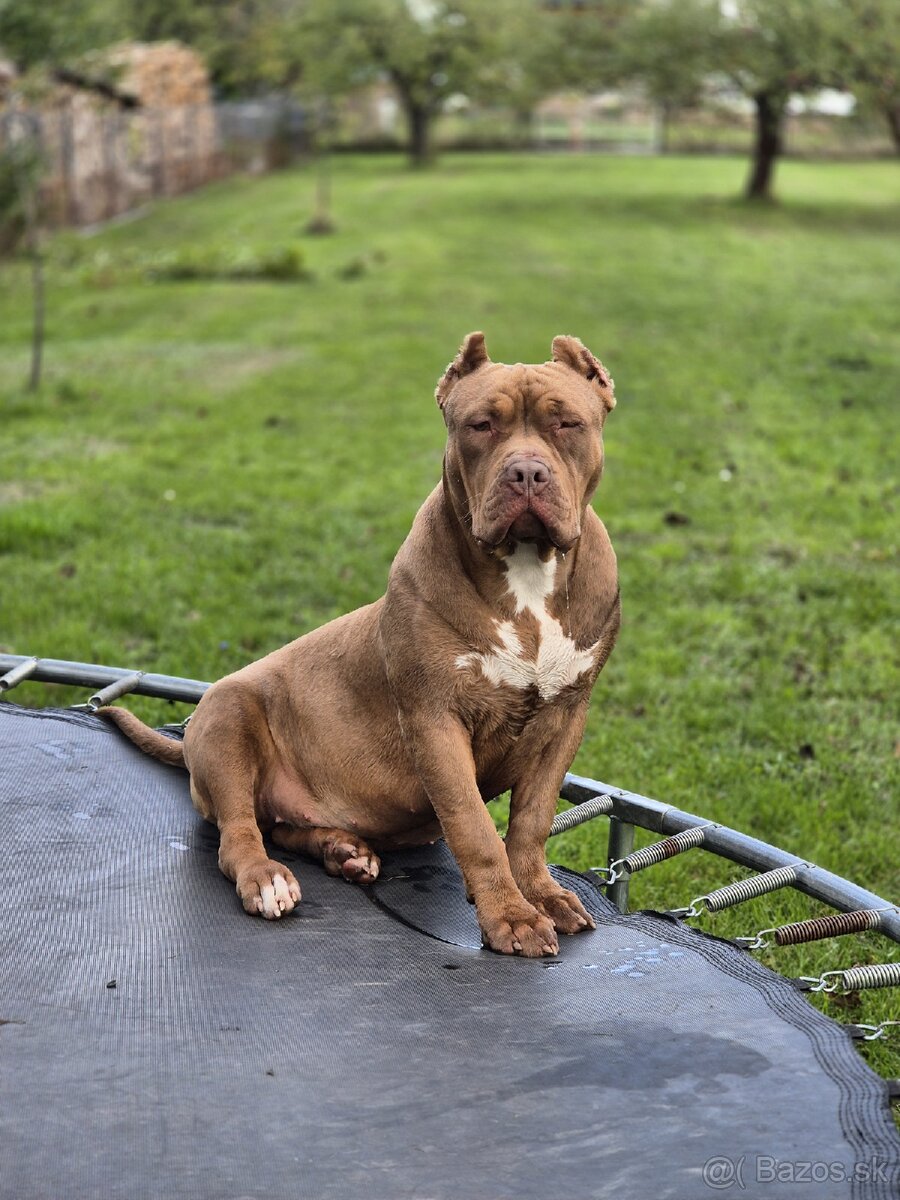 American bully XL - 5
