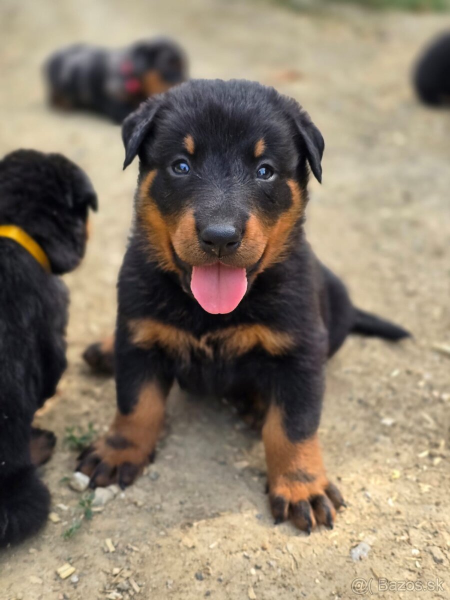Beauceron s PP - 5