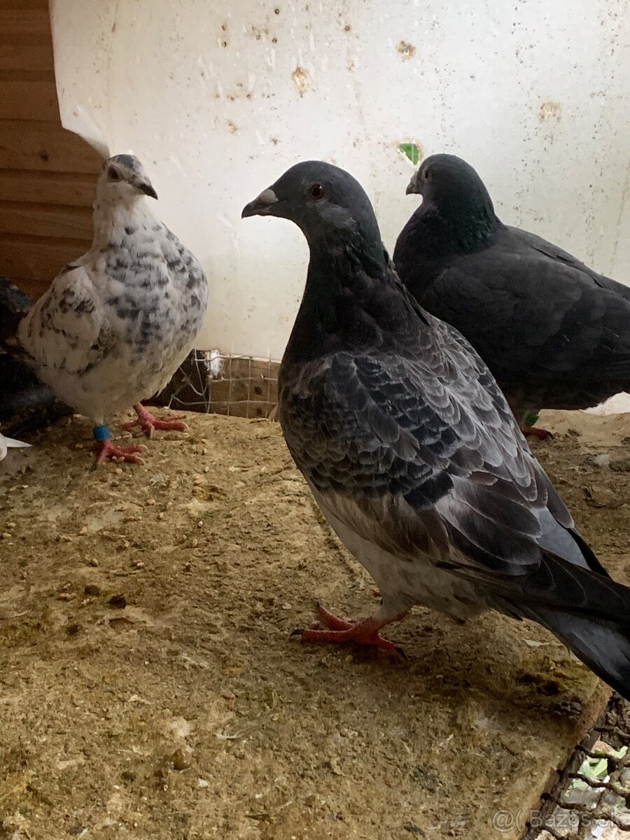 Predám holuby - 5