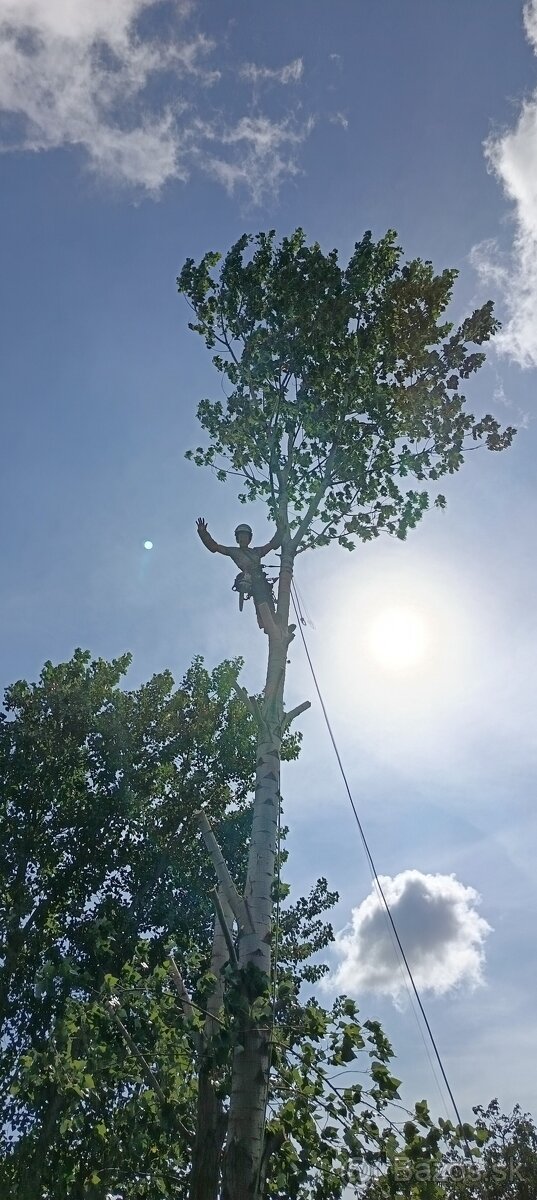 Výruby a orezy stromov - 5