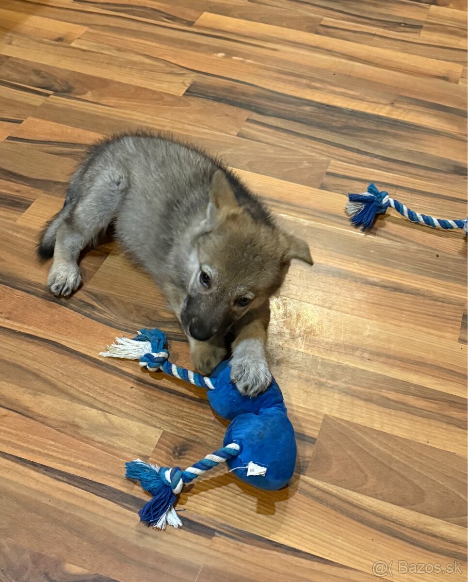 Československý vlčiak - 5