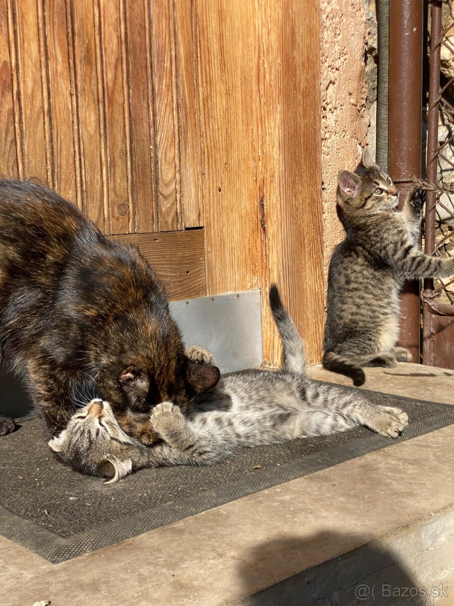 Darujem mačiatka - 5