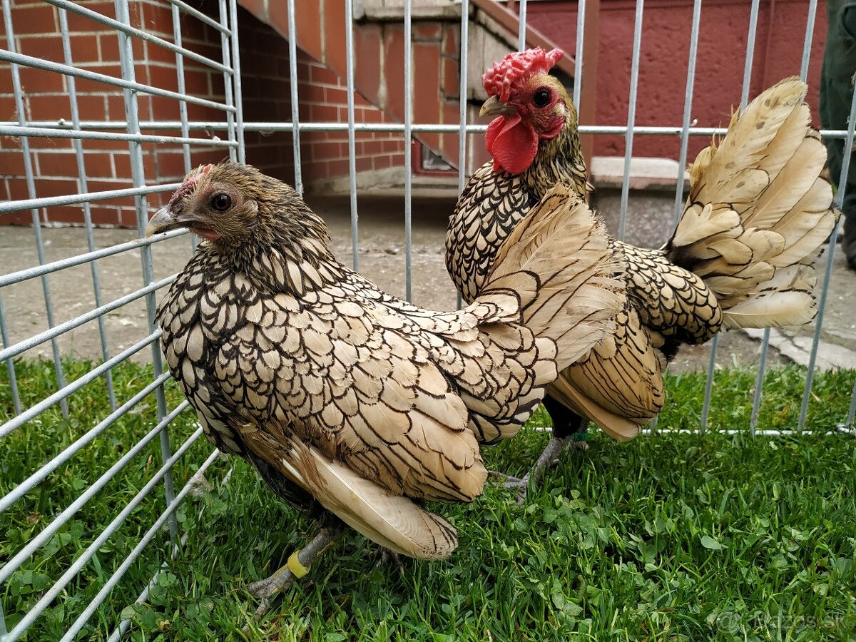 Zdrobnelá hempširka, sebritka - 5