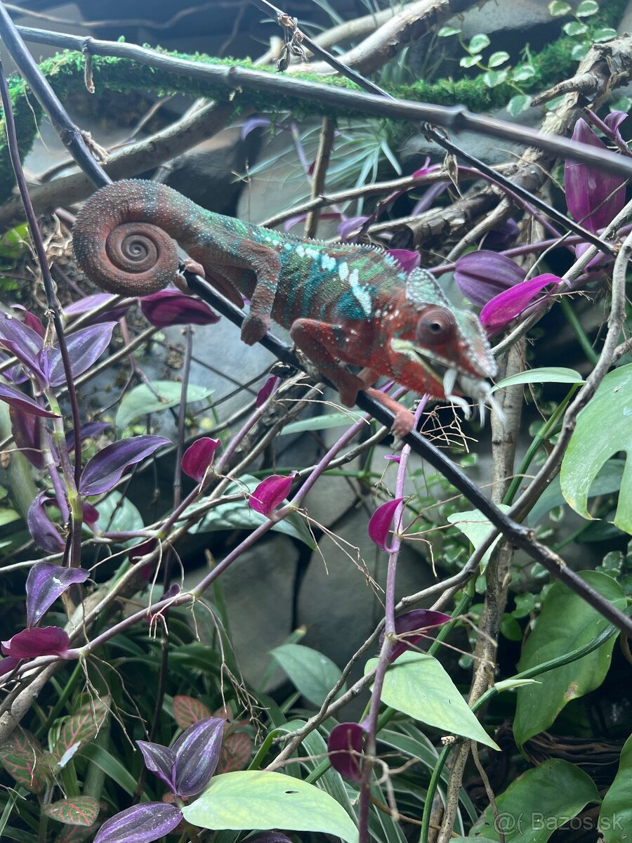 Chameleon pardalis - 5