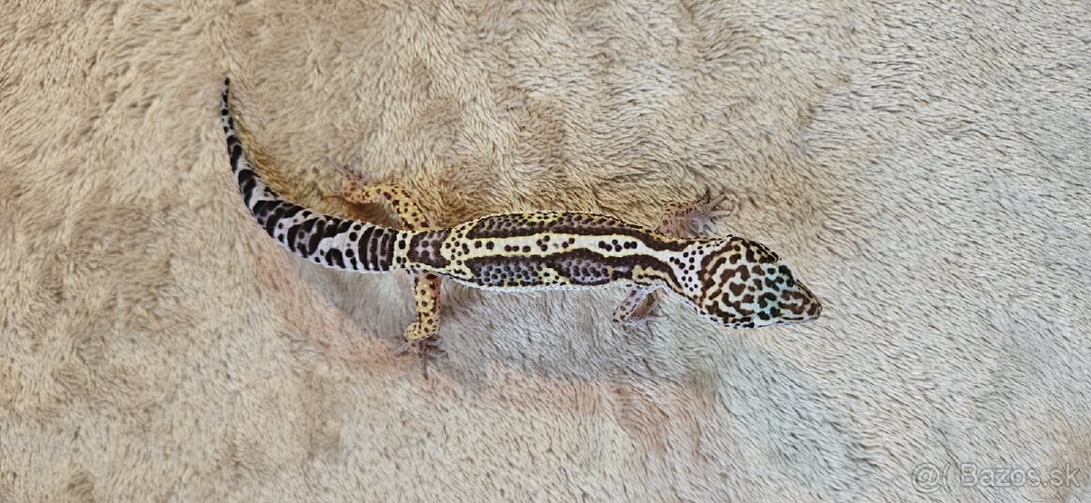 Gekončík nočný - 5