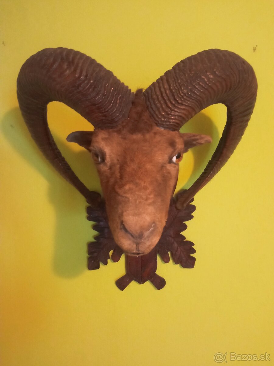Predám vypreparovanú hlavu muflóna. - 5