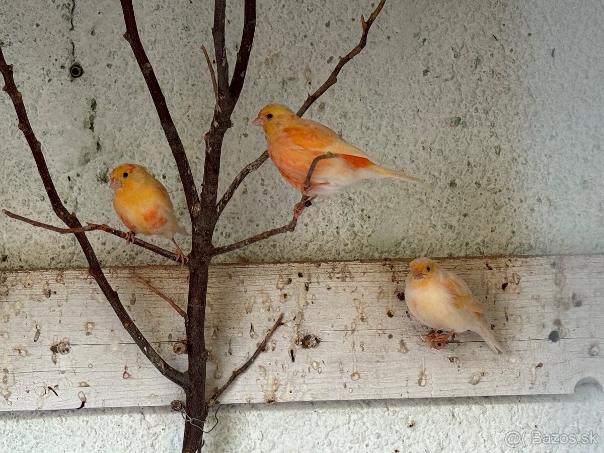 Predám kanárikov a mexických hýľov - 5