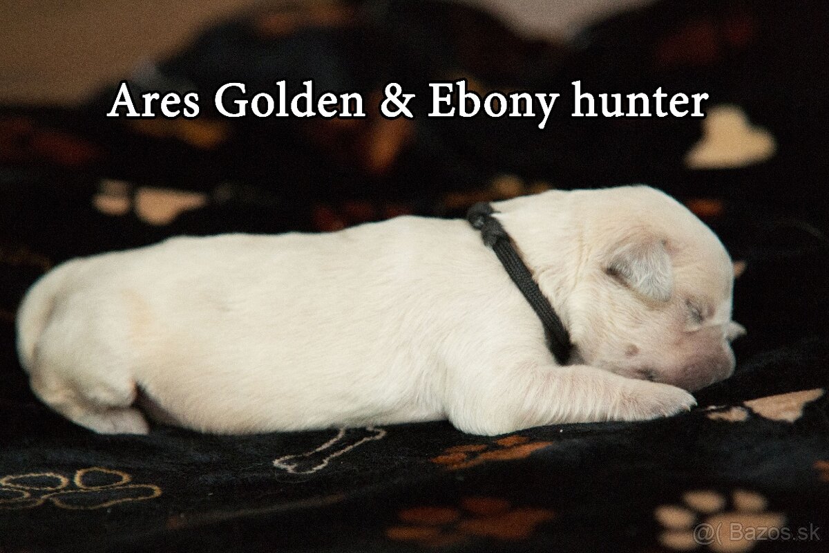 Zlatý retriever - 5