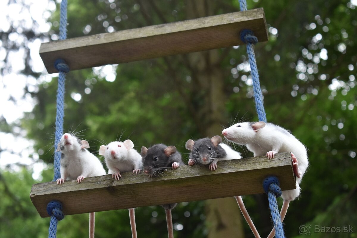 Potkan, potkaníci - 5