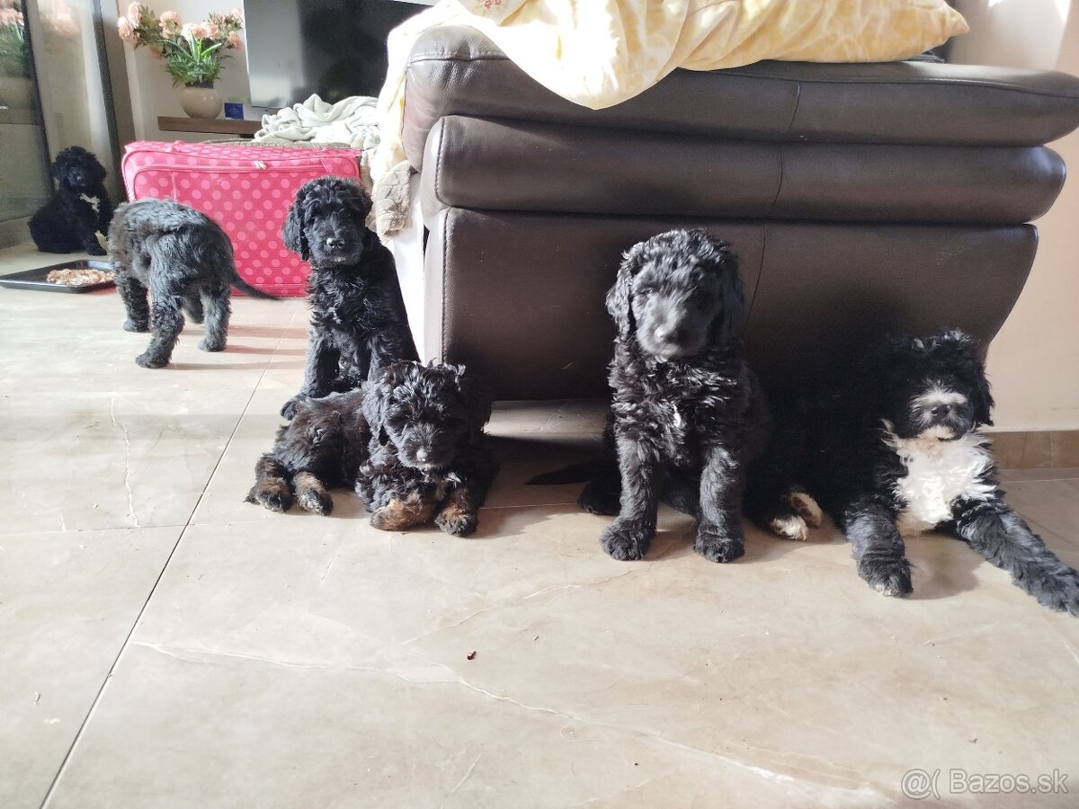 Predám šteniatka Labradoodle - 5