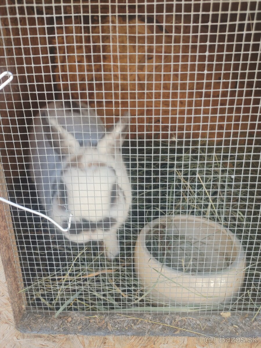 Zakrslé králiky. Chovný párik. - 5