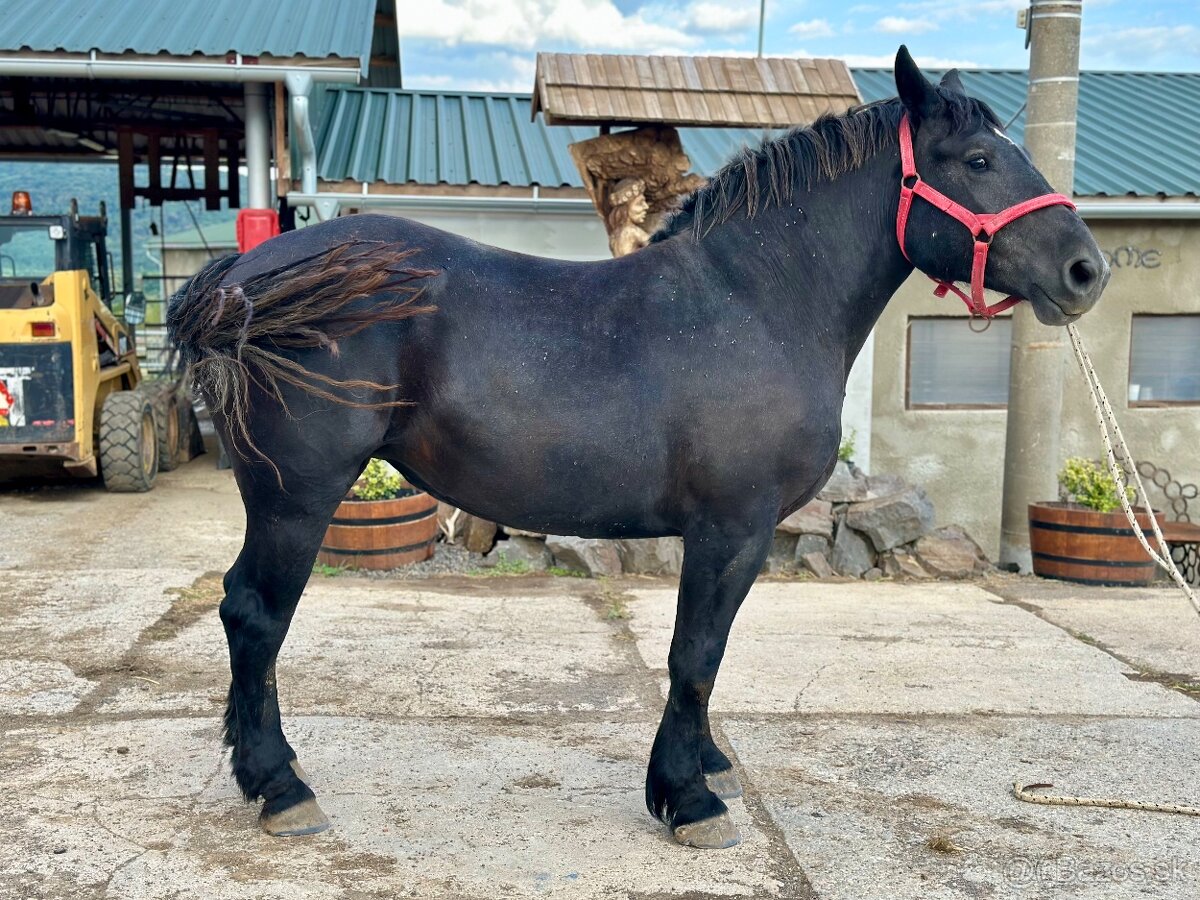 Predám kobylu - Percheron - 5