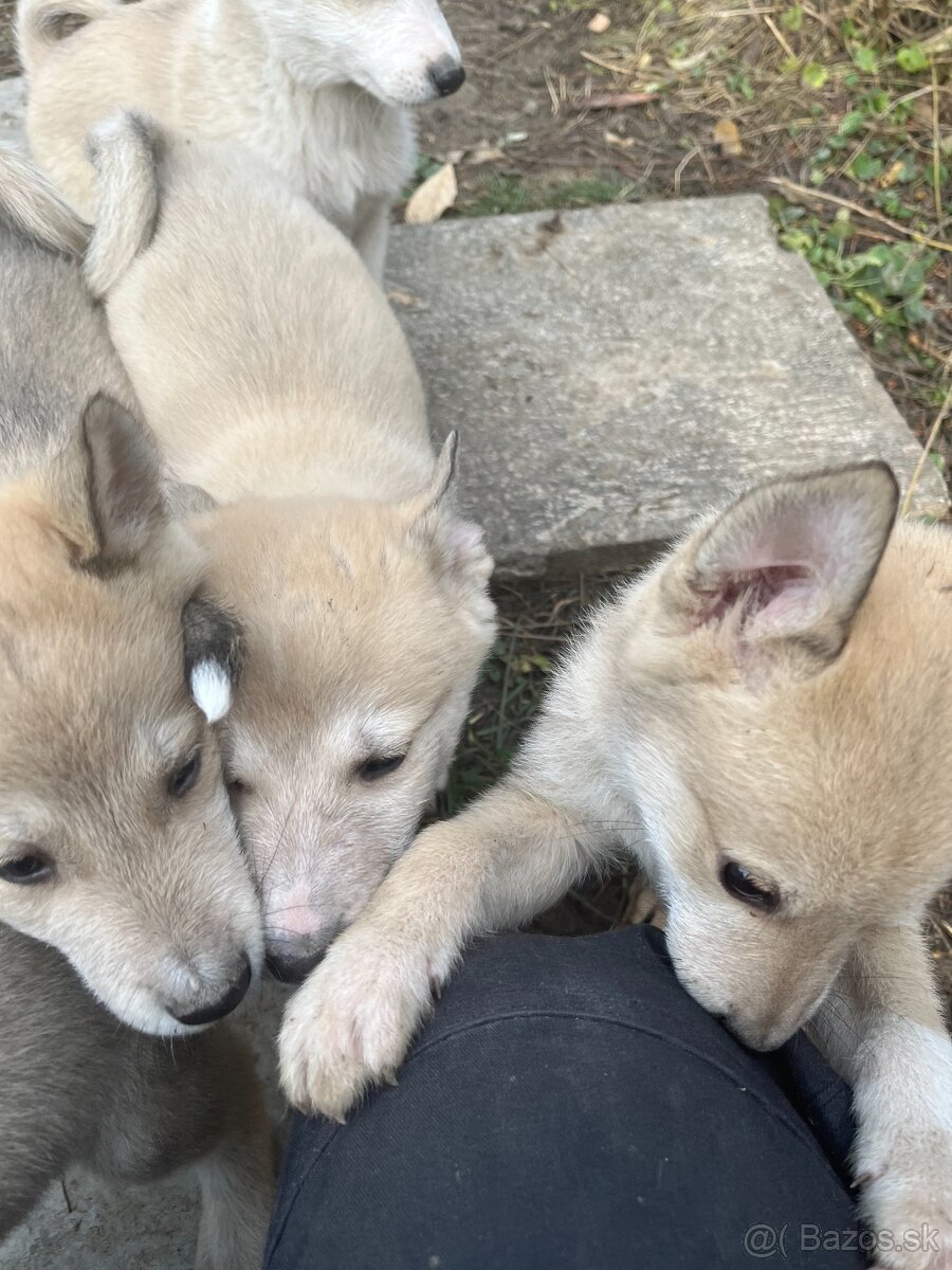 Západosibírska lajka - 5