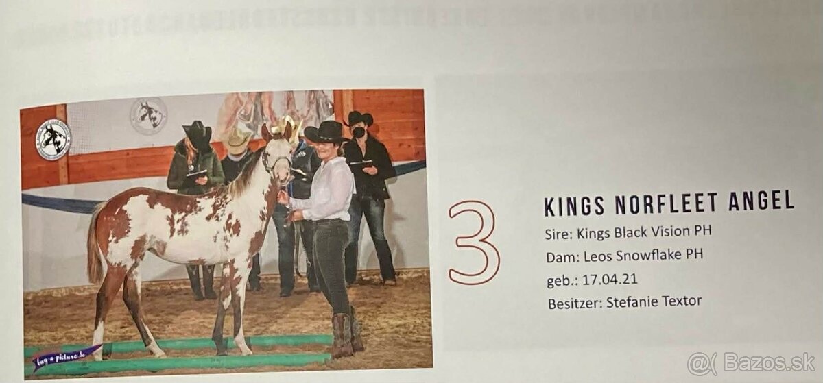 Pripúšťanie Paint Horse - 5