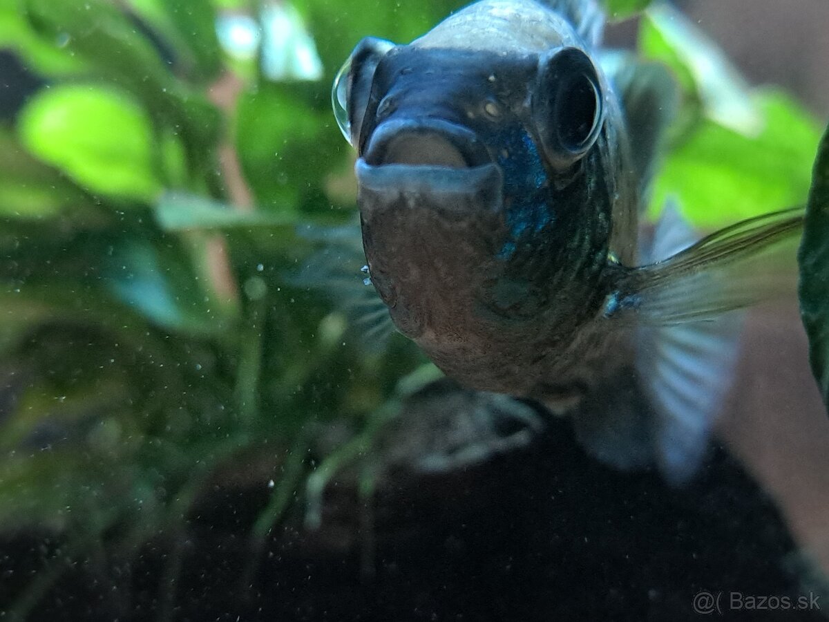 Akvárium juvel 125 - 5