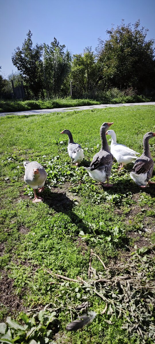 Predám husi na chov - 5