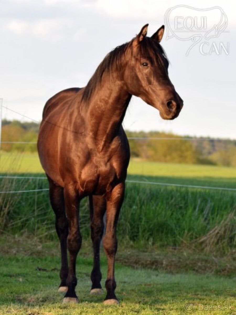 Princezná na predaj - 5