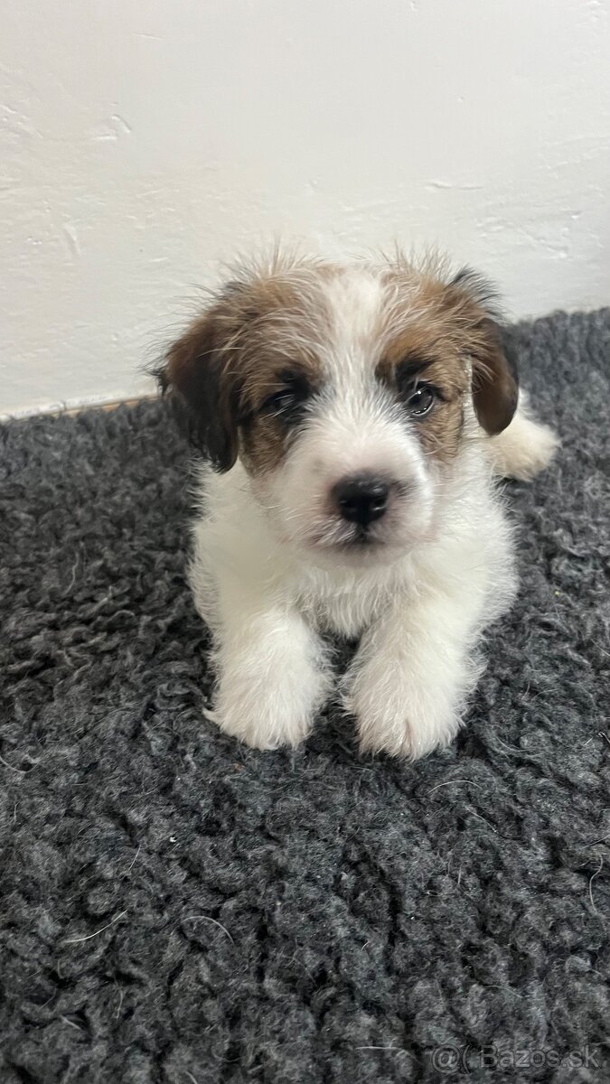 Jack Russell Terrier s PP - 5
