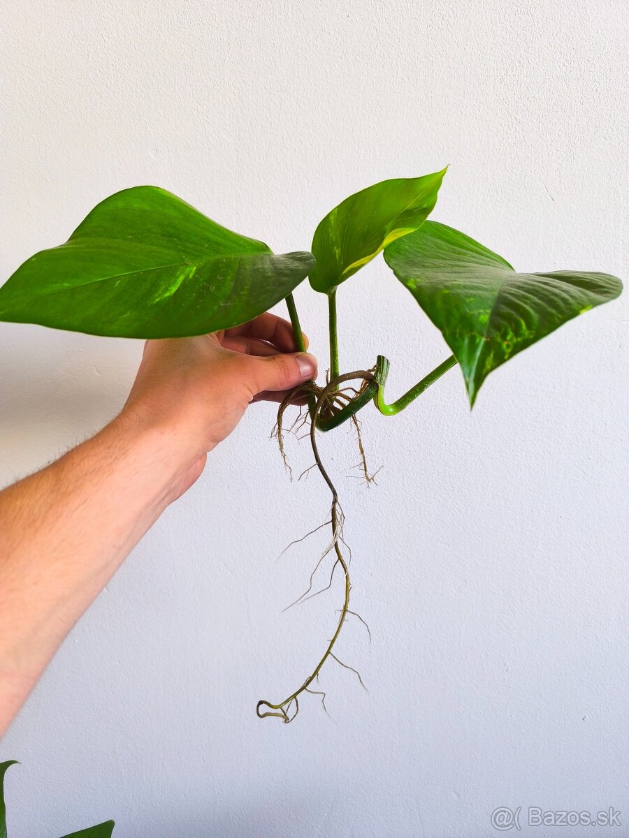 Izbové rastliny - 5
