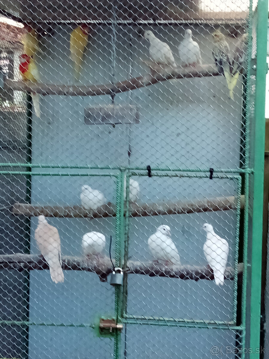 Hrdličky chichotavé- krúžkované - 5