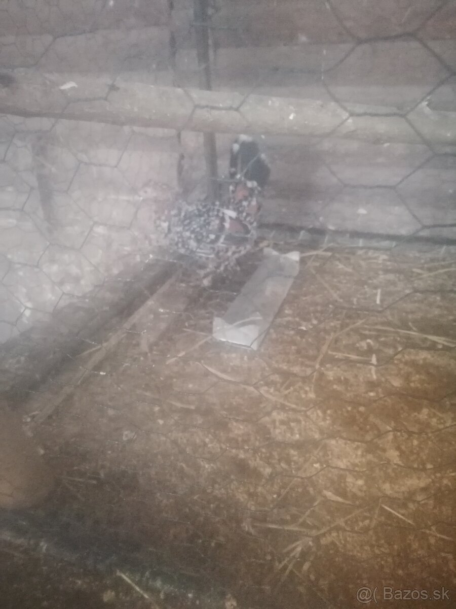 Miflerky liliputky - 5