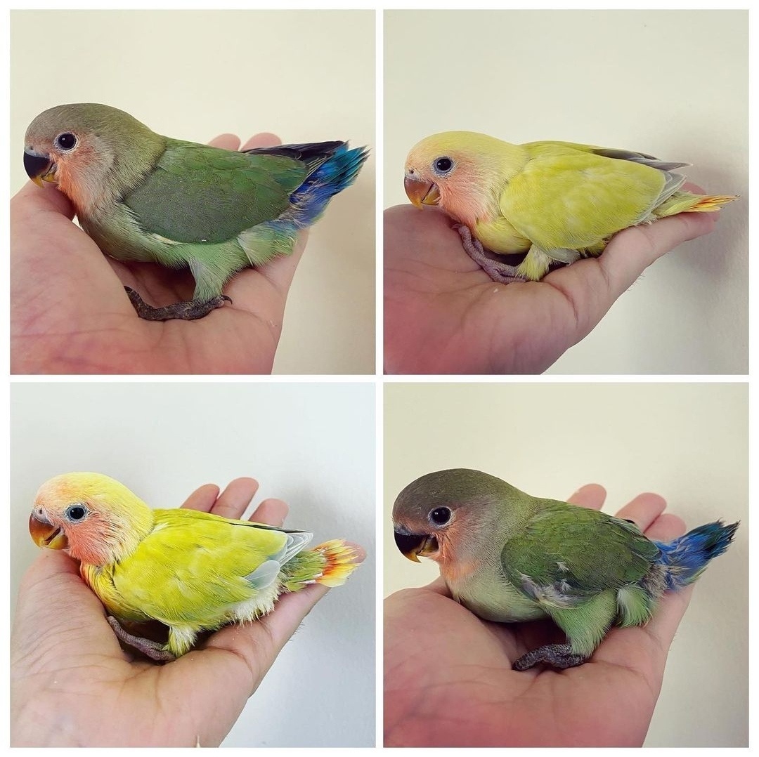 Agapornis Ruzovohrdly - mladé 2025 - 5