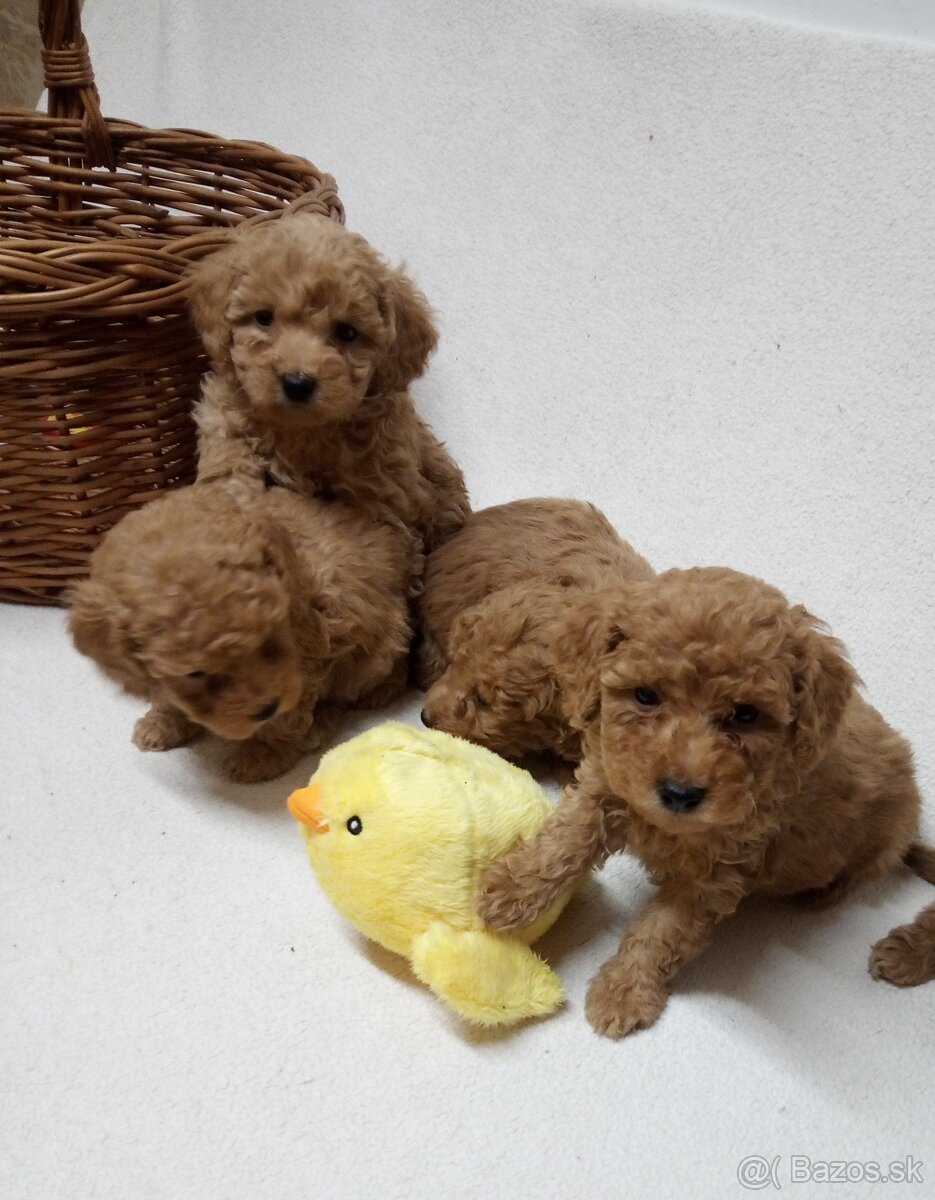 Pudel šteniatka - 5