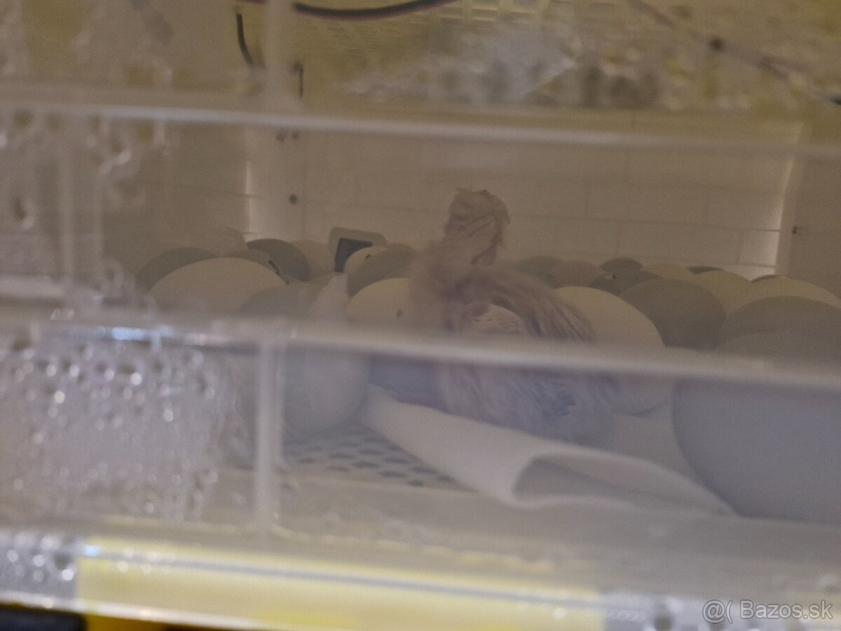 Liaheň na 112 vajec - 5