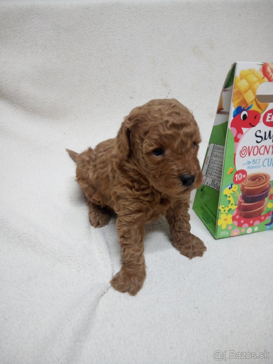 Pudel trpasličí - 5