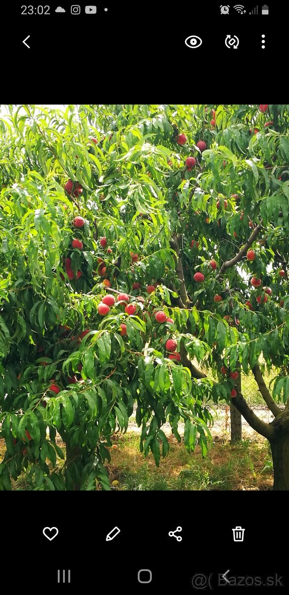 Ovocný sad - 5