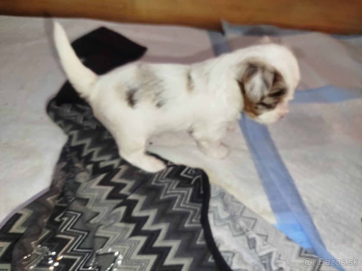 Yorkshire biewer blue merke - 5