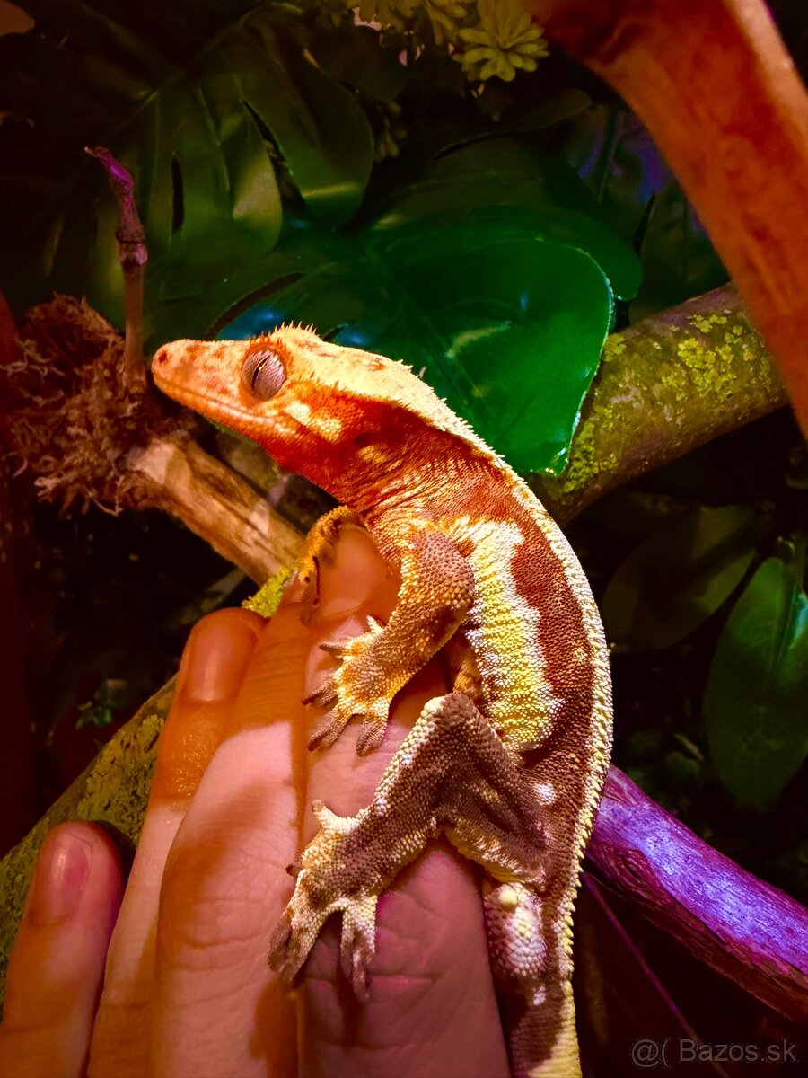 Terárium + Pagekon - 5