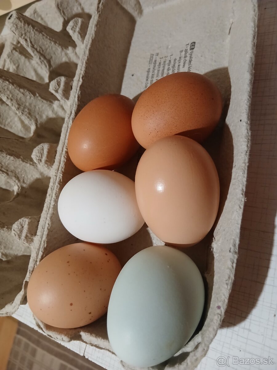 Nasadove vajicka domaci mix - 5