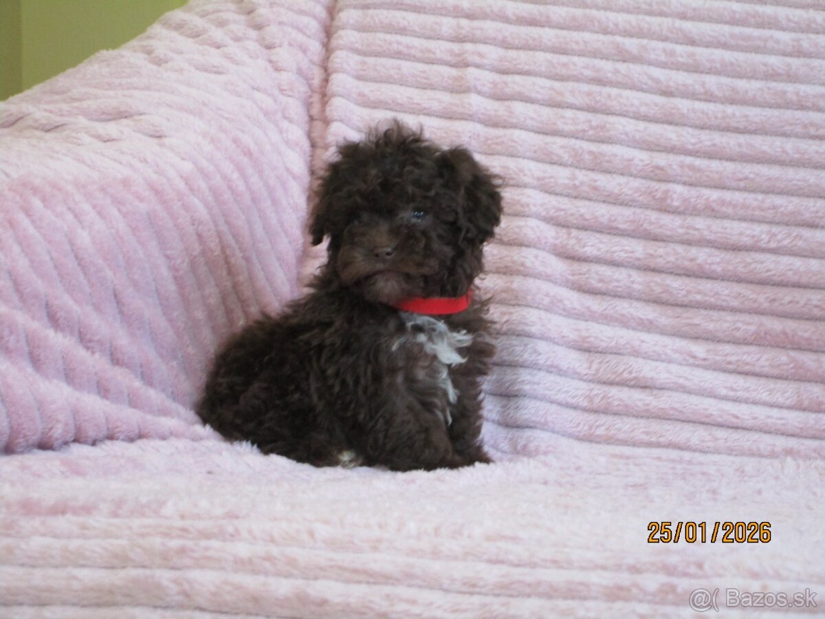 Pudel Toy čokoládová - 5