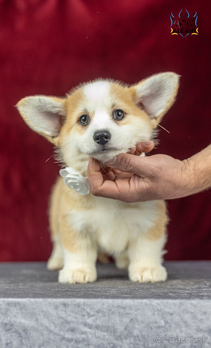 Predám sučku plemena Welsh Corgi Pembroke - 5