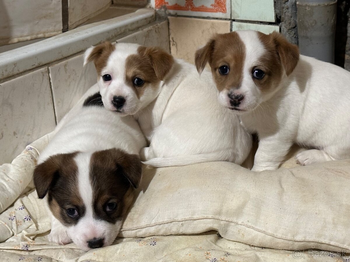 Jack Russel teriér - 5